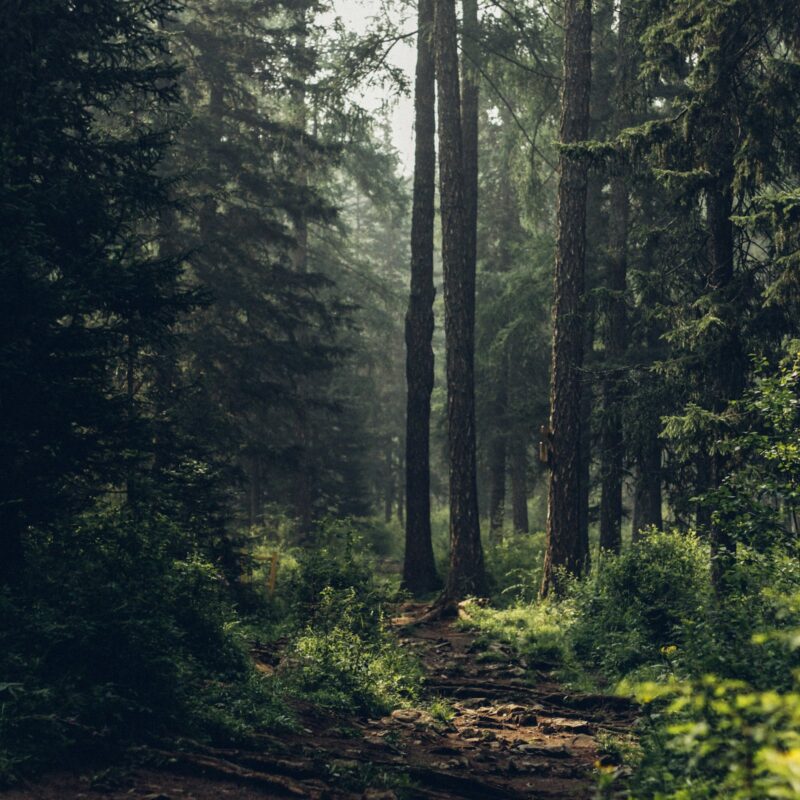 Rauhallinen metsäpolku illan valossa – hermoston rauhoittuminen